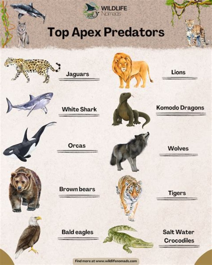 why are top-level predators like lions and eagles so rare in a community?