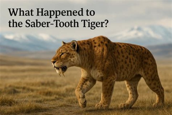 why did the saber tooth go extinct