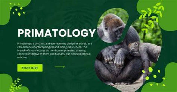 why do anthropologists study primates