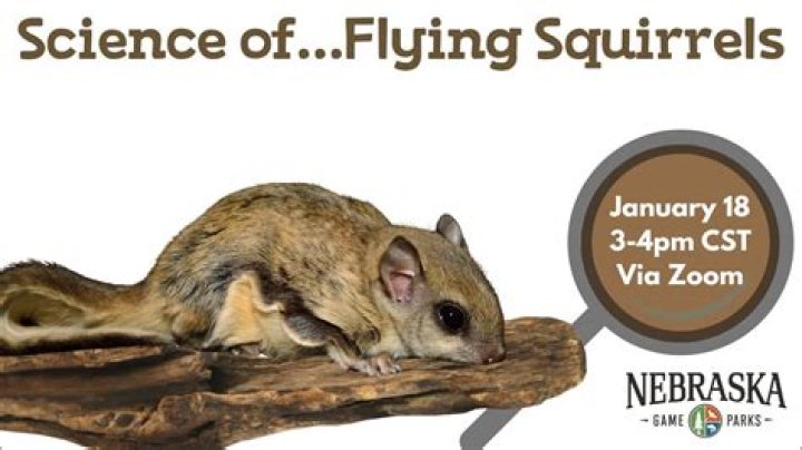 why do flying squirrels fly