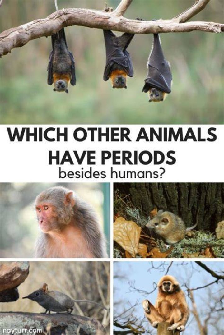 why do only humans have periods