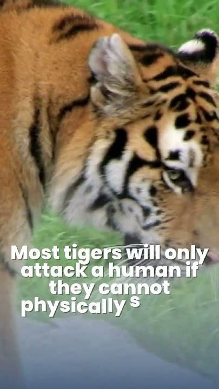 why do tigers attack humans