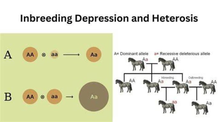 why does inbreeding lead to genetic disorders