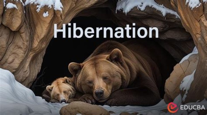 why is hibernation important - Lisbd-net.com