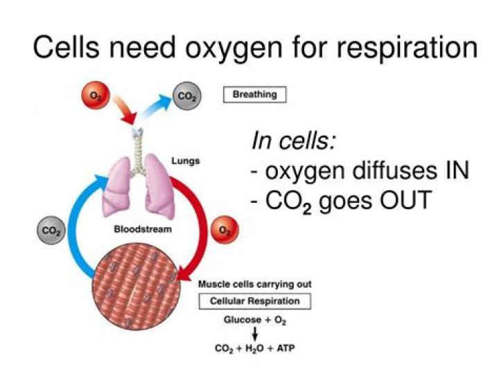 why is oxygen needed in cellular respiration