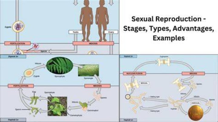 why is sexual reproduction associated with meiosis?